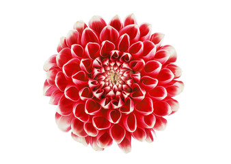 dahlia flower on a white background in isolation for designers