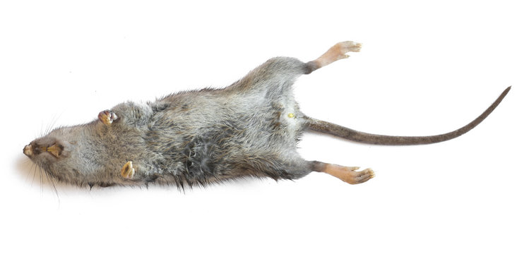 dead rat closeup isolated on white background