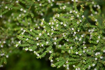 macro of pink flowers of perennial oregano, flowering Oregano also called Origanum vulgare