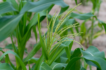 Obraz premium Soft corn flower in the garden