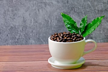 White coffee cup filled up with roasted coffee beans decorated with green coffee leaves placed on wooden table with concrete background.