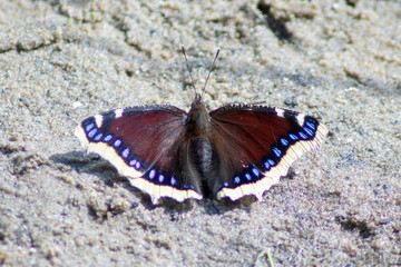 Butterfly.