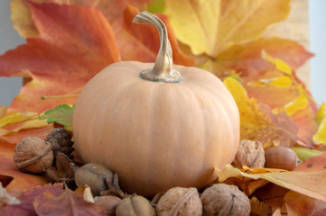 Autumn pumpkin on colorful fall leaves background, ripened muscat squash, light beige orange yellow ripened fruit