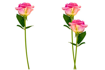 Flower bud roses on a white background