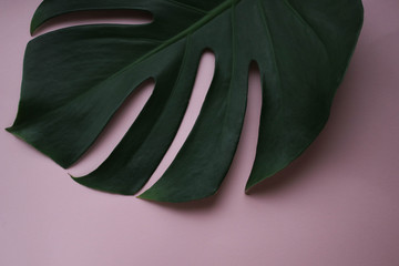 Leaf of plant on pink background