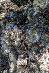 Gray rough texture of an old big tree