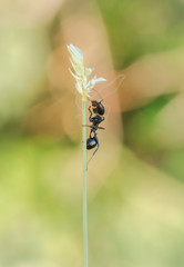 Hormiga negra trepando por la espiga.