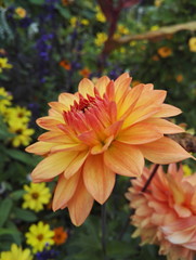 Flower head of a Dahlia cactus 'Garden party' in bright orange color in sunlight