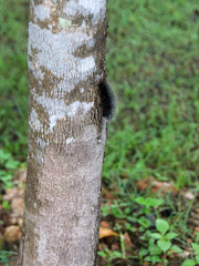 Hairy caterpillar on a tree trunk