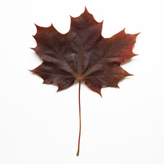 Burgundy maple leaf on white background. Autumn symbol. Isolated . Close up. Top view. Square mockup.