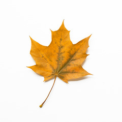 Yellow maple leaf on white background. Autumn symbol. Isolated . Close up. Top view. Square mockup.
