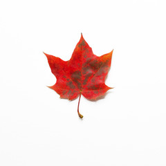 Red maple leaf on white background. Autumn symbol. Isolated . Close up. Top view. Square mockup.