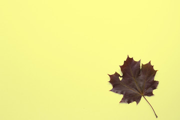 Burgundy maple leaf with cut out heart on yellow background. Autumn symbol. Close up. Top view.