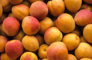 Abricot, Prunus armeniaca 'Bergeron'