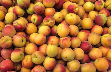 Abricot, Prunus armeniaca 'Bergeron'