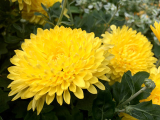 Yellow chrysanthemum flowers in the garden