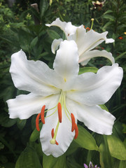 White lily flowers in the garden