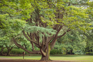 Fototapeta premium 夏 風景