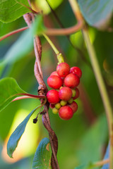 Ripe red lemongrass berries.  Herbs.