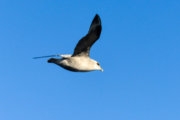 Fulmar boréal,  Pétrel fulmar, .Fulmarus glacialis, Northern Fulmar