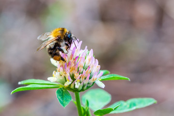 A large bumblebee collects clover nectar.