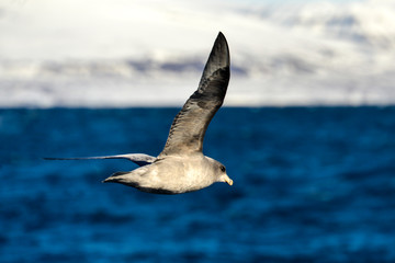 Fototapeta premium Fulmar boréal, Pétrel fulmar, .Fulmarus glacialis, Northern Fulmar