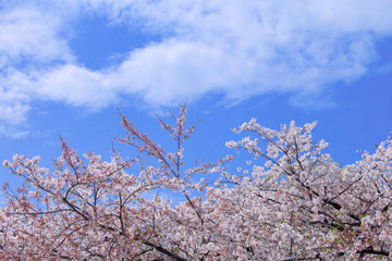 桜と雲