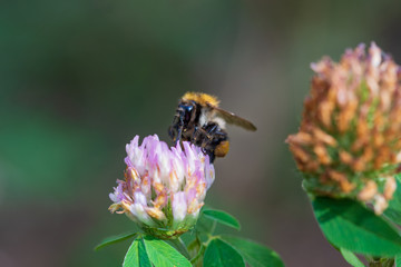 A large bumblebee collects clover nectar.