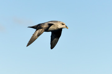 Fulmar boréal,  Pétrel fulmar, .Fulmarus glacialis, Northern Fulmar