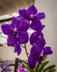 beautiful blue orchid flower