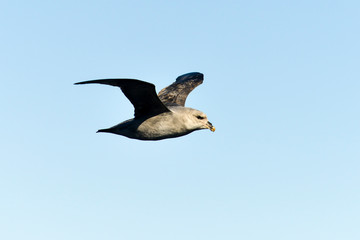 Fulmar boréal,  Pétrel fulmar, .Fulmarus glacialis, Northern Fulmar