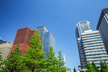 Fototapeta na wymiar 新緑の街路樹と丸の内ビル群　東京