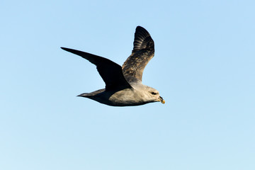 Fulmar boréal,  Pétrel fulmar, .Fulmarus glacialis, Northern Fulmar