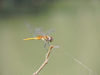 A dragonfly hanging on a branch
