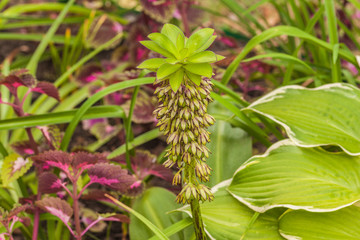 Eucomis bicolor in garden