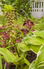 Eucomis bicolor in garden