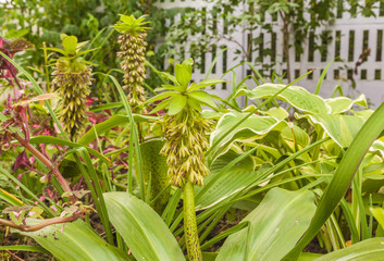 Obraz premium Eucomis bicolor in garden
