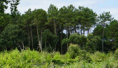 Fototapeta premium Forêt des landes France