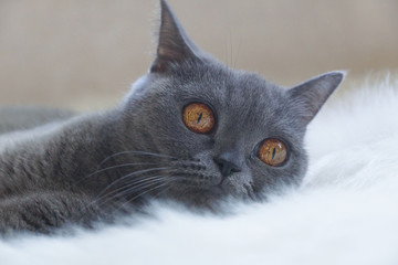 Beautiful, cute, gray cat in the interior of the house.