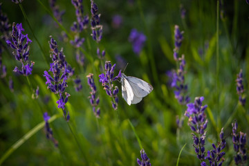 Wild Nature Meadow Field with Butterfly