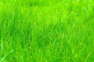 green grass on the lawn closeup. Background and texture. Garden work. Cut the lawn