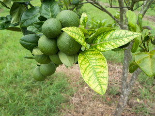 Orange citrus trees orchard heavily infected with huanglongbing HLB yellow dragon or citrus greening plague deadly disease caused by candidatus liberibacter bacteria	
