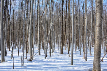 forest in winter