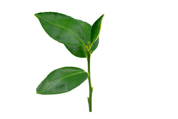 green plant isolated on white background