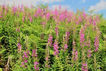 Pink flowers, named Rosebay Willowherb, in the Central Highlands of Scotland, UK, Europe.