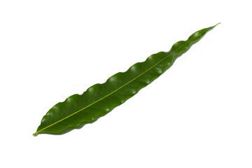 Obraz premium green leaf isolated on white