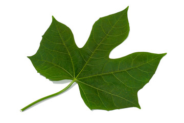 green leaf isolated on white background