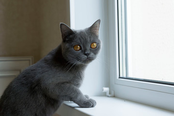 Beautiful, cute, gray cat in the interior of the house.