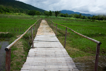 Bamboo walkway to rice field, bamboo bridge