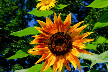 Obraz premium sunflowers in garden